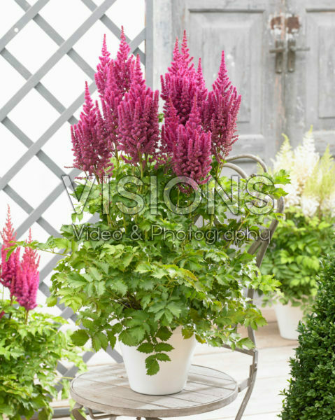 Astilbe chinensis Partiezz™ Karaoke Party Astilbe chinensis Partiezz™ Karaoke Party