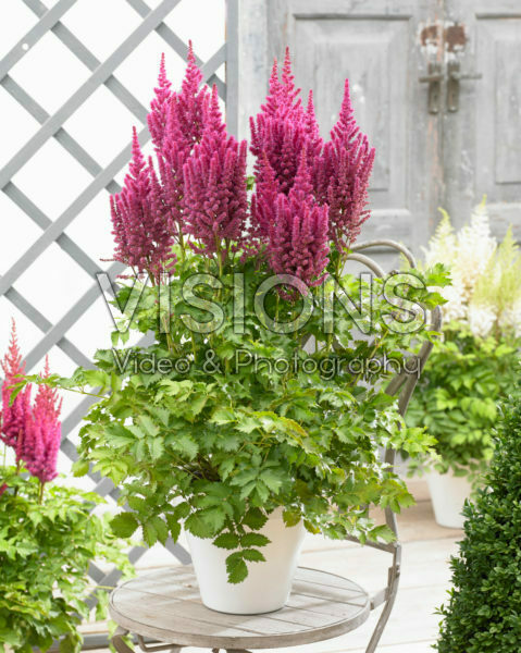 Astilbe chinensis Partiezz™ Karaoke Party