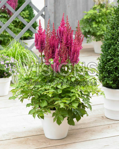 Astilbe chinensis Partiezz™ Surprise Party Astilbe chinensis Partiezz™ Surprise Party