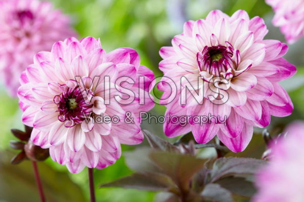 Dahlia Seniors Art Dahlia Seniors Art