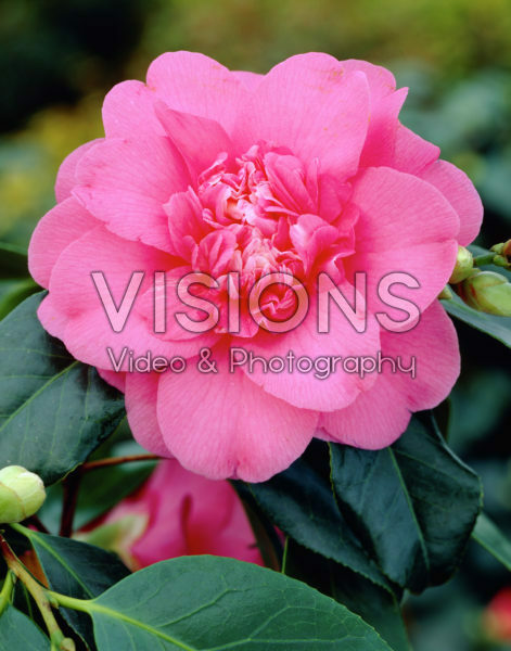 Camellia japonica Elegans