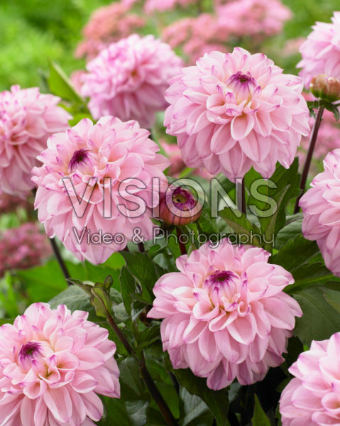 Dahlia Seniors Joy Dahlia Seniors Joy