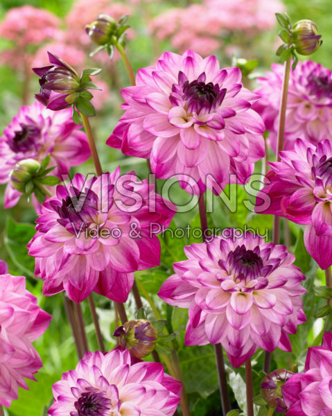 Dahlia Seniors Fantasy Dahlia Seniors Fantasy