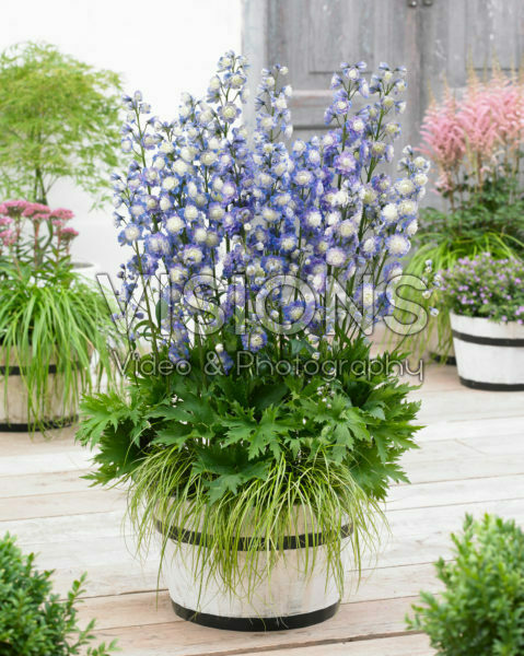 Delphinium Highlander ® Bolero Delphinium Highlander ® Bolero