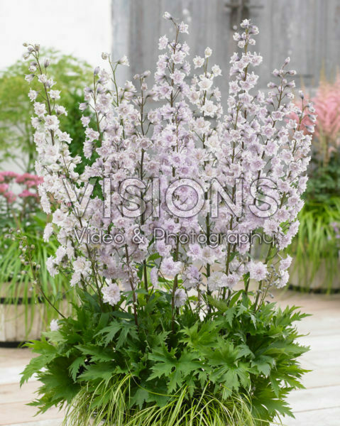 Delphinium Highlander ® Cha Cha Delphinium Highlander ® Cha Cha