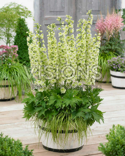 Delphinium Highlander ® Morning Sunrise Delphinium Highlander ® Morning Sunrise