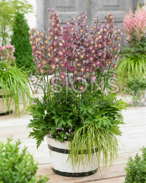 Delphinium Highlander ® Flamenco Delphinium Highlander ® Flamenco