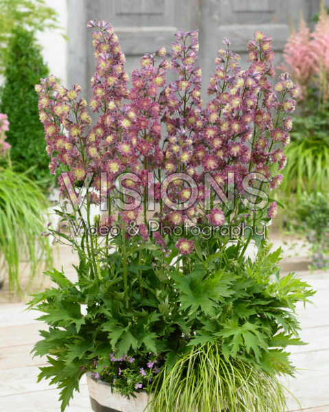 Delphinium Highlander ® Flamenco Delphinium Highlander ® Flamenco