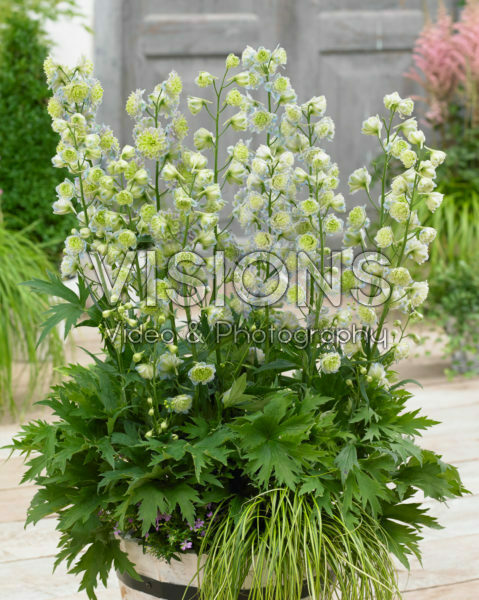 Delphinium Highlander ® Crystal Delight Delphinium Highlander ® Crystal Delight