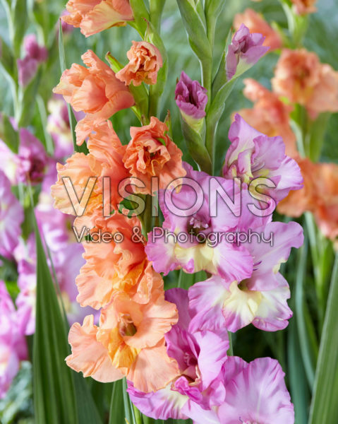 Gladiolus Eres Tu, Sunbelt Gladiolus Eres Tu, Sunbelt