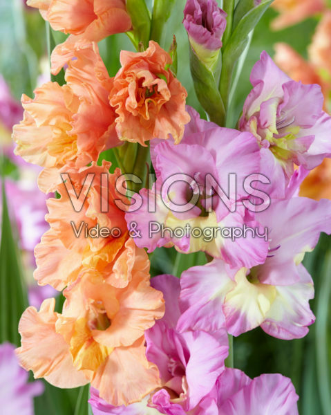 Gladiolus Sunbelt combination