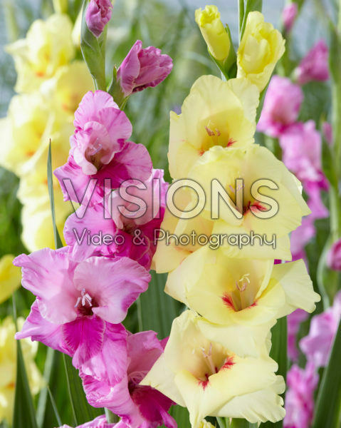 Gladiolus Mix