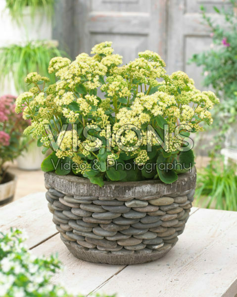 Sedum Censation™ Honey Gold Sedum Censation™ Honey Gold