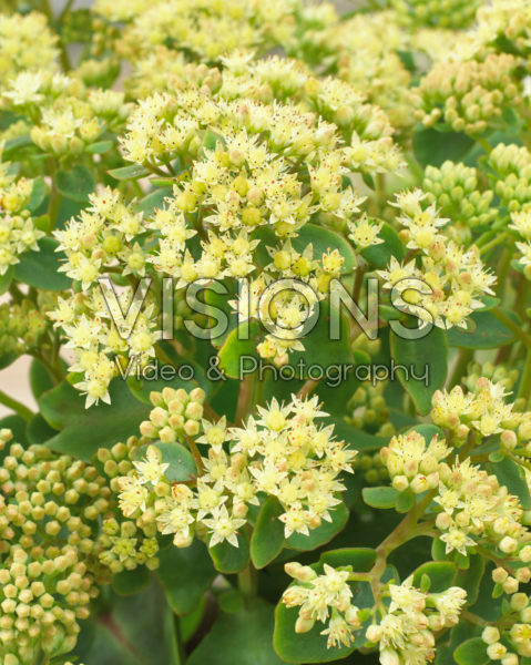 Sedum Censation™ Honey Gold Sedum Censation™ Honey Gold