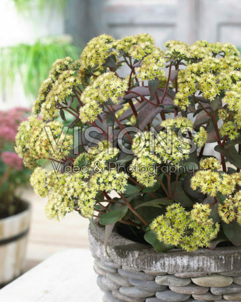 Sedum Censation™ Eline ® Sedum Censation™ Eline ®