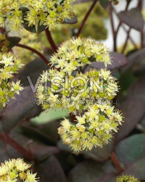 Sedum Censation™ Eline ® Sedum Censation™ Eline ®
