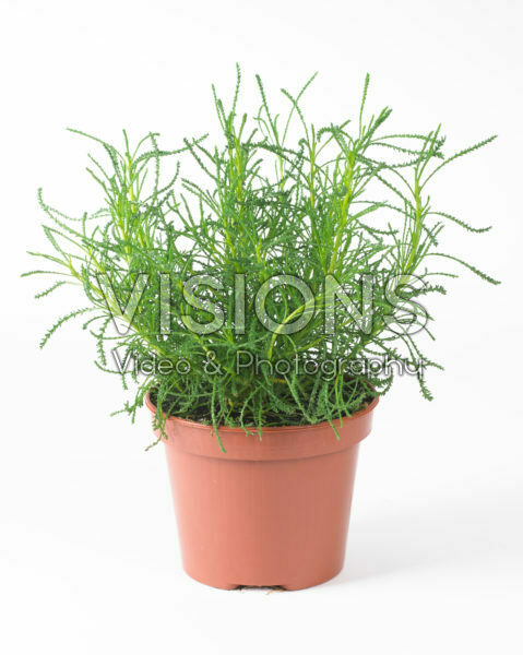 Olijvenkruid Olijvenkruid