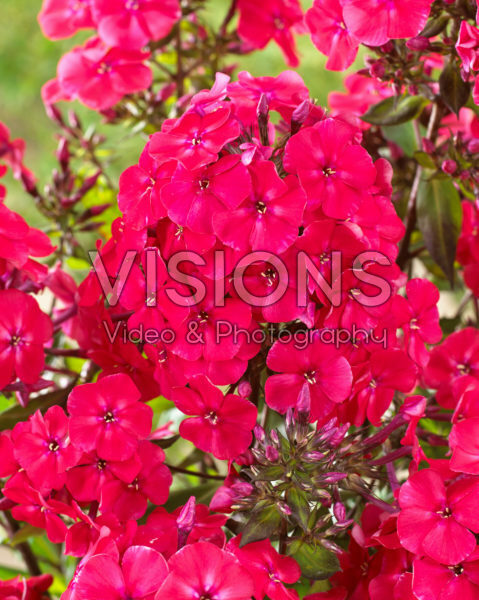 Phlox paniculata Younique® Red Phlox paniculata Younique® Red