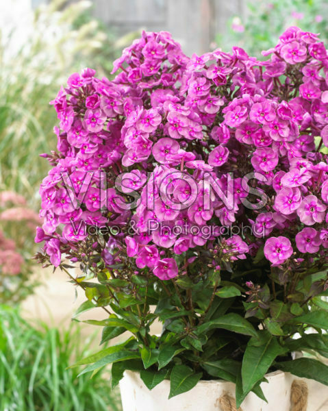 Phlox Smokey Phlox Smokey
