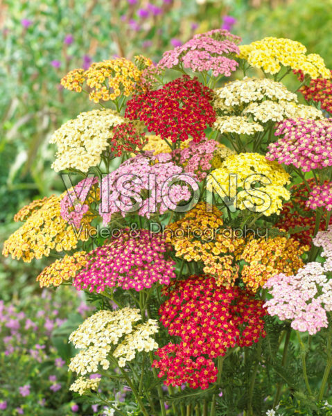 Achillea mix Achillea mix