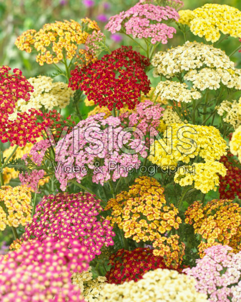 Achillea mix Achillea mix