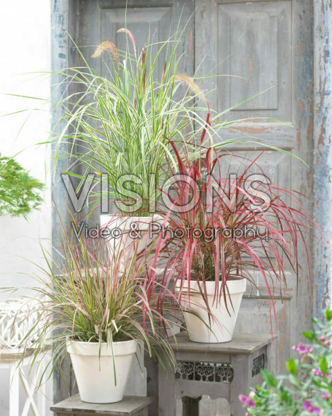 Pennisetum advena Fireworks Pennisetum advena Fireworks