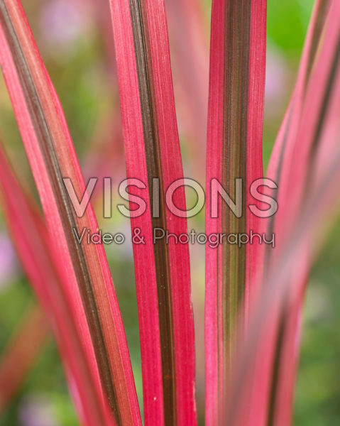 Pennisetum advena Fireworks Pennisetum advena Fireworks