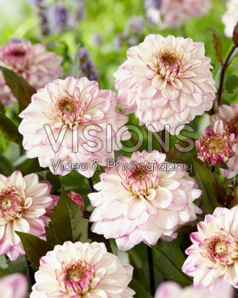 Dahlia Flashback Dahlia Flashback