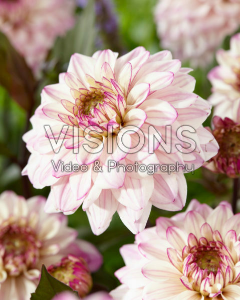 Dahlia Flashback Dahlia Flashback