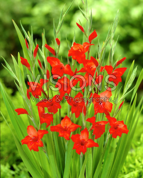 Gladiolus primulinus Mirella Gladiolus primulinus Mirella