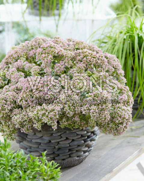 Sedum SunSparkler® Lime Twister Sedum SunSparkler® Lime Twister