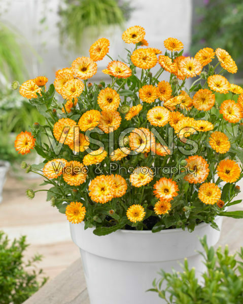 Calendula Winter Wonders Amber Arctic Calendula Winter Wonders Amber Arctic