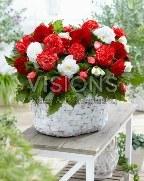Begonia mix Marmorata, Fimbriata red and white Begonia mix Marmorata, Fimbriata red and white