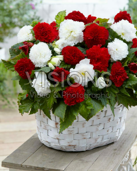 Begonia Fimbriata Scharlaken en Wit Begonia Fimbriata Scharlaken en Wit