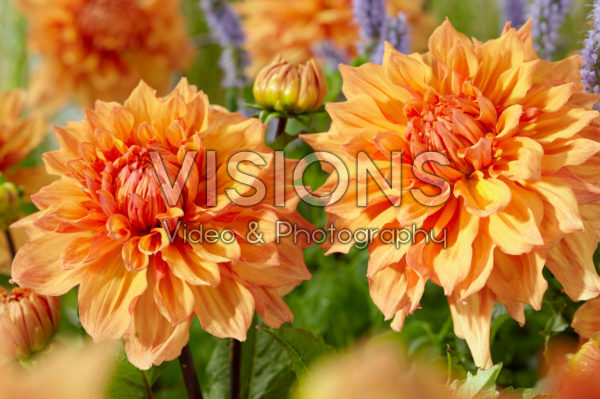 Dahlia Ben Huston Dahlia Ben Huston