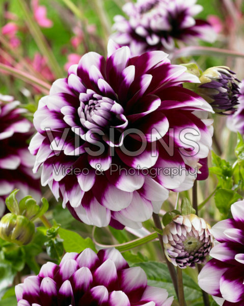 Dahlia Ryan C Dahlia Ryan C