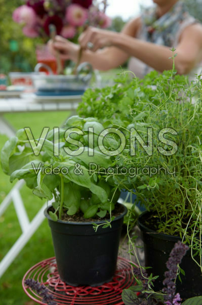 Herbs on pot Herbs on pot