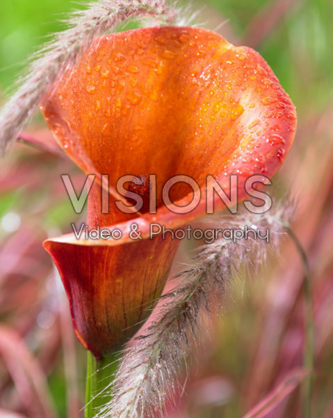 Zantedeschia Captain Trinity