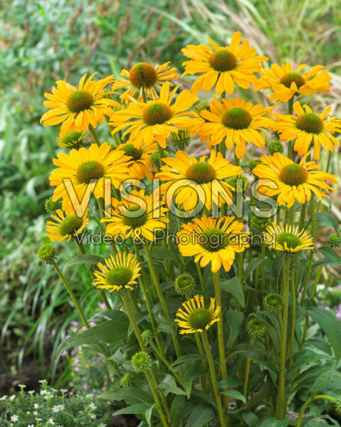 Echinacea Yellow Passion Echinacea Yellow Passion