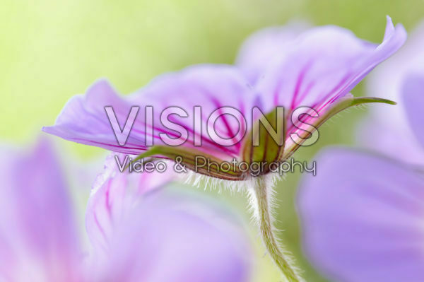 Geranium Havana Blues Geranium Havana Blues
