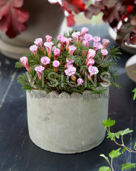 Oxalis Autumn Pink