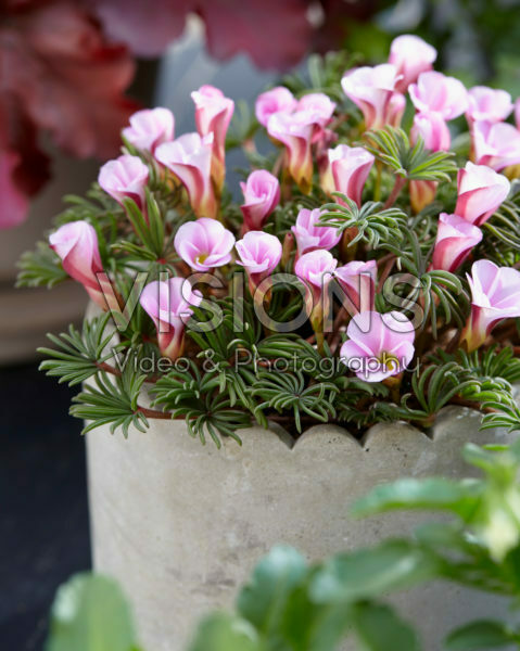 Oxalis Autumn Pink Oxalis Autumn Pink