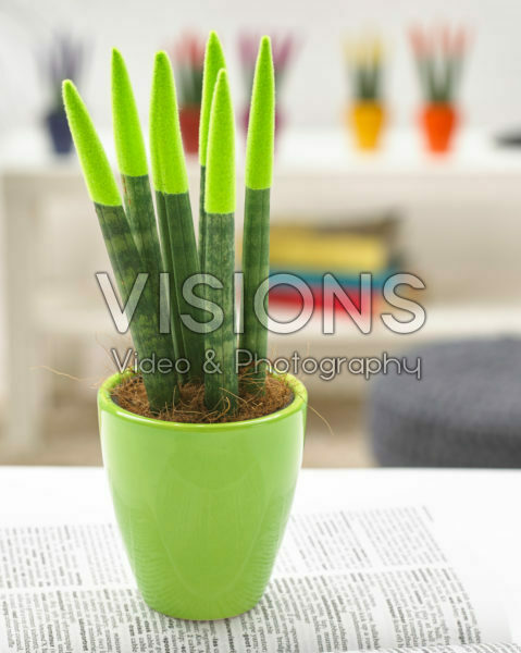 Sansevieria Velvet Green Sansevieria Velvet Green