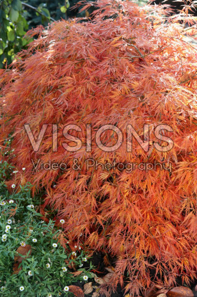 Acer palmatum Dissectum