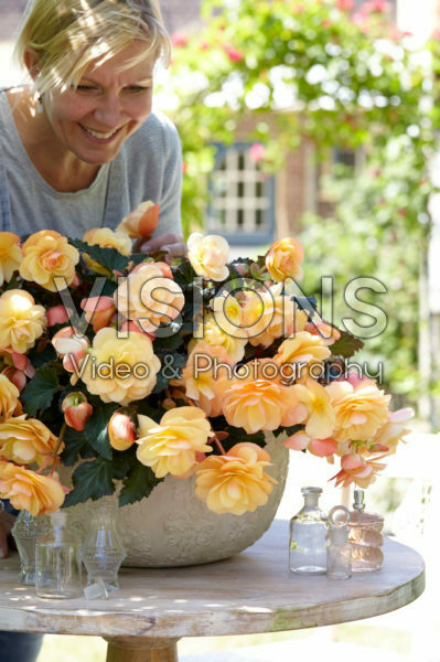 Begonia Fragrant Falls ® Peach Begonia Fragrant Falls ® Peach