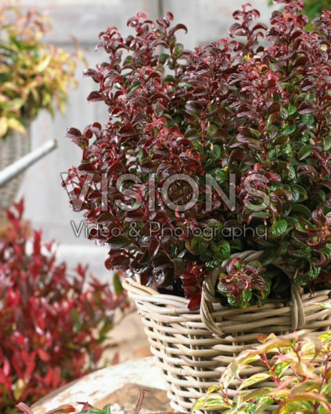 broderi gallon mode Leucothoe axillaris Twisting Red | Visions Pictures