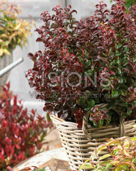 Leucothoe axillaris Twisting Red Leucothoe axillaris Twisting Red