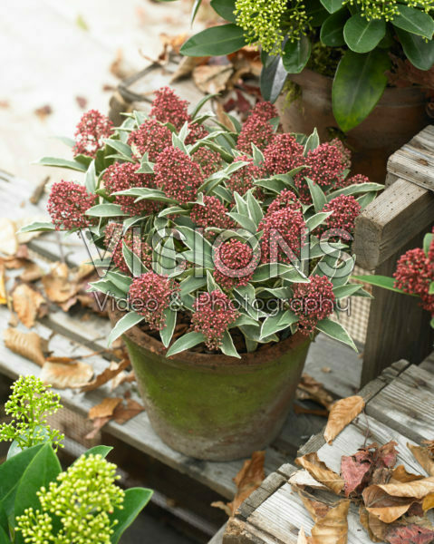 Skimmia japonica Mystic Marlot Skimmia japonica Mystic Marlot