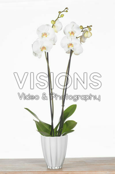 Phalaenopsis White World