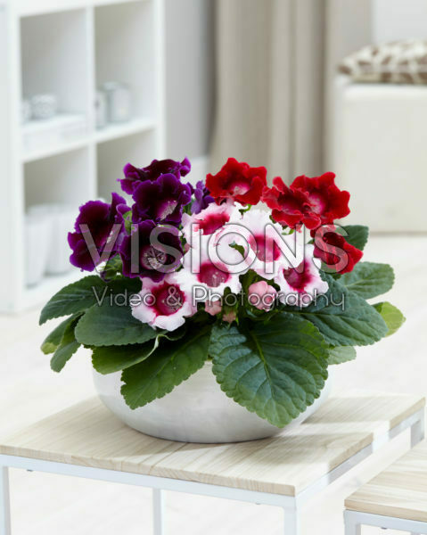 Gloxinia combinatie Gloxinia combinatie